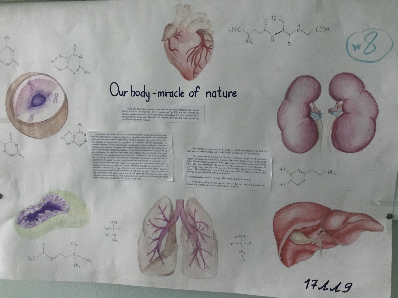 Началось голосование за лучший плакат в рамках проекта «Наш организм – чудо природы».